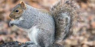 How Long Do Squirrels Live? Squirrel Life Cycle