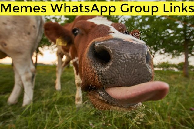 Memes WhatsApp Group Link