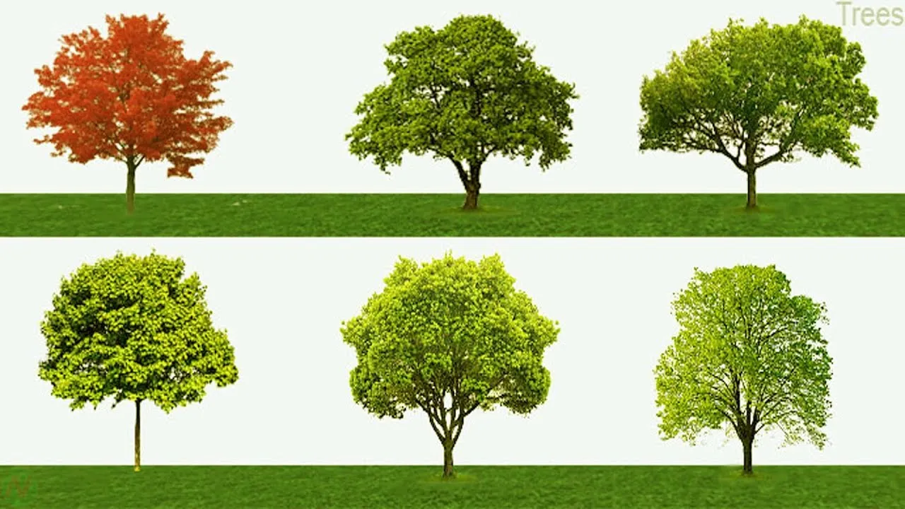 80 Most Popular Tree Names