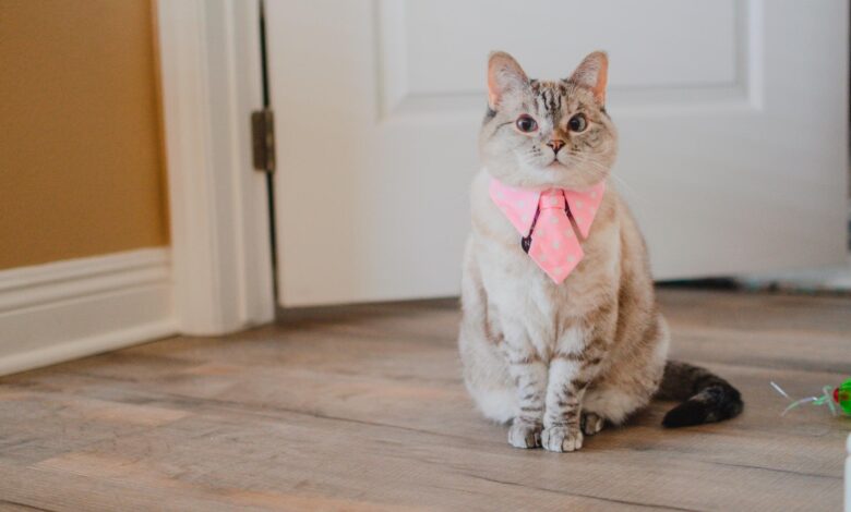 Meet Nala Cat: the Instagram Star with a Ton of fo - tymoff